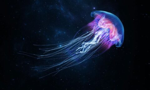 Can Jellyfish Sting Each Other